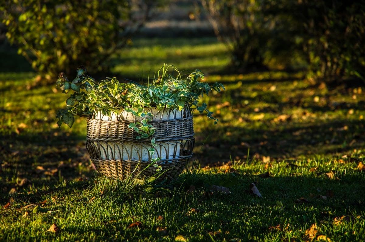 Cane Planter with a plant, medium size